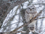 Barred Owl 