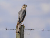 Sharp-Shinned Hawk