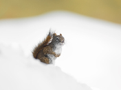 American red squirrel