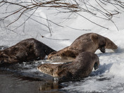 Have an 'otterly' fabulous day!