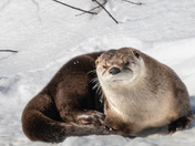 Have an 'otterly' fabulous day!