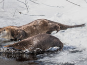 Have an 'otterly' fabulous day!