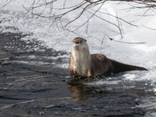 Have an 'otterly' fabulous day!