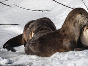 Have an 'otterly' fabulous day!