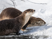 Have an 'otterly' fabulous day!