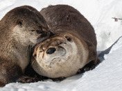 Have an 'otterly' fabulous day!