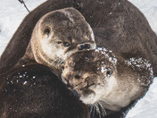 Have an 'otterly' fabulous day!