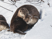 Have an 'otterly' fabulous day!