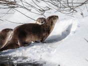 Have an 'otterly' fabulous day!
