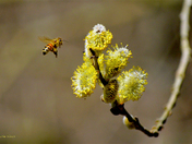 Bee Gathering Nectar from Cottonwood Tree