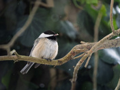 Winter Survival for Chickadee's 