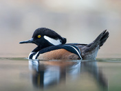 Golden Eyes in Ontario Wetlands