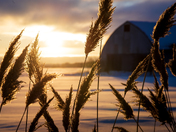 First Warmth of Winter Morning