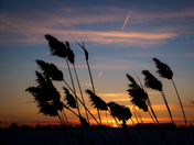 Leaning Into Winter's Dusk