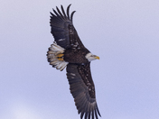 Bald eagle fly by