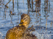 Bathing Mallard Hen