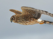 Northern Harrier Fly by