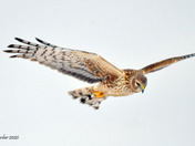 Northern Harrier Fly by