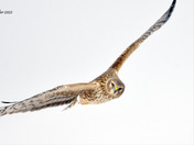 Northern Harrier Fly by