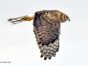 Northern Harrier Fly by