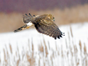 Northern Harrier Fly by