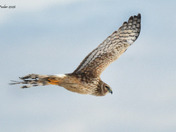 Northern Harrier Fly by