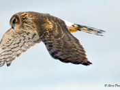 Northern Harrier Fly by