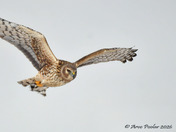 Northern Harrier Fly by