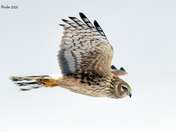 Northern Harrier Fly by