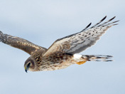 Northern Harrier Fly by