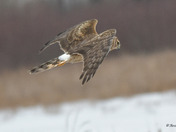 Northern Harrier Fly by