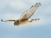 Northern Harrier Fly by