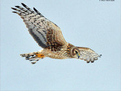 Northern Harrier Fly by