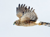 Northern Harrier Fly by