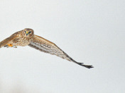 Northern Harrier Fly by