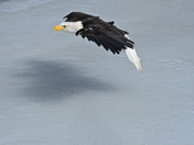Eagle in flight 
