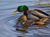 An "Attentive" Drake