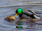 A Mallard Pair