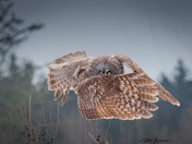Great Gray Owl the great crusader
