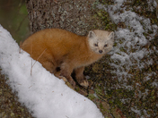 Cute little monster - American pine marten