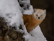 Cute little monster - American pine marten