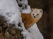 Cute little monster - American pine marten