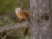 Cute little monster - American pine marten