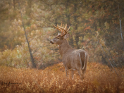 White-tailed BUCK