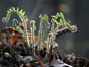 Fiddlehead Fern