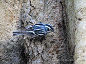 Black and White Warbler