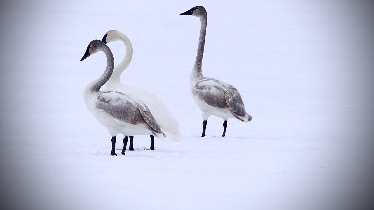 Trumpeter Swans
