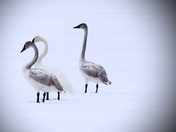 Trumpeter Swans