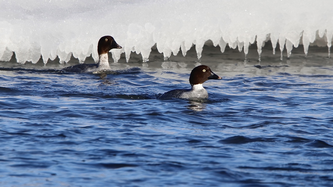 Common Goldeneye Ducks
