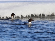 Common Goldeneye Ducks